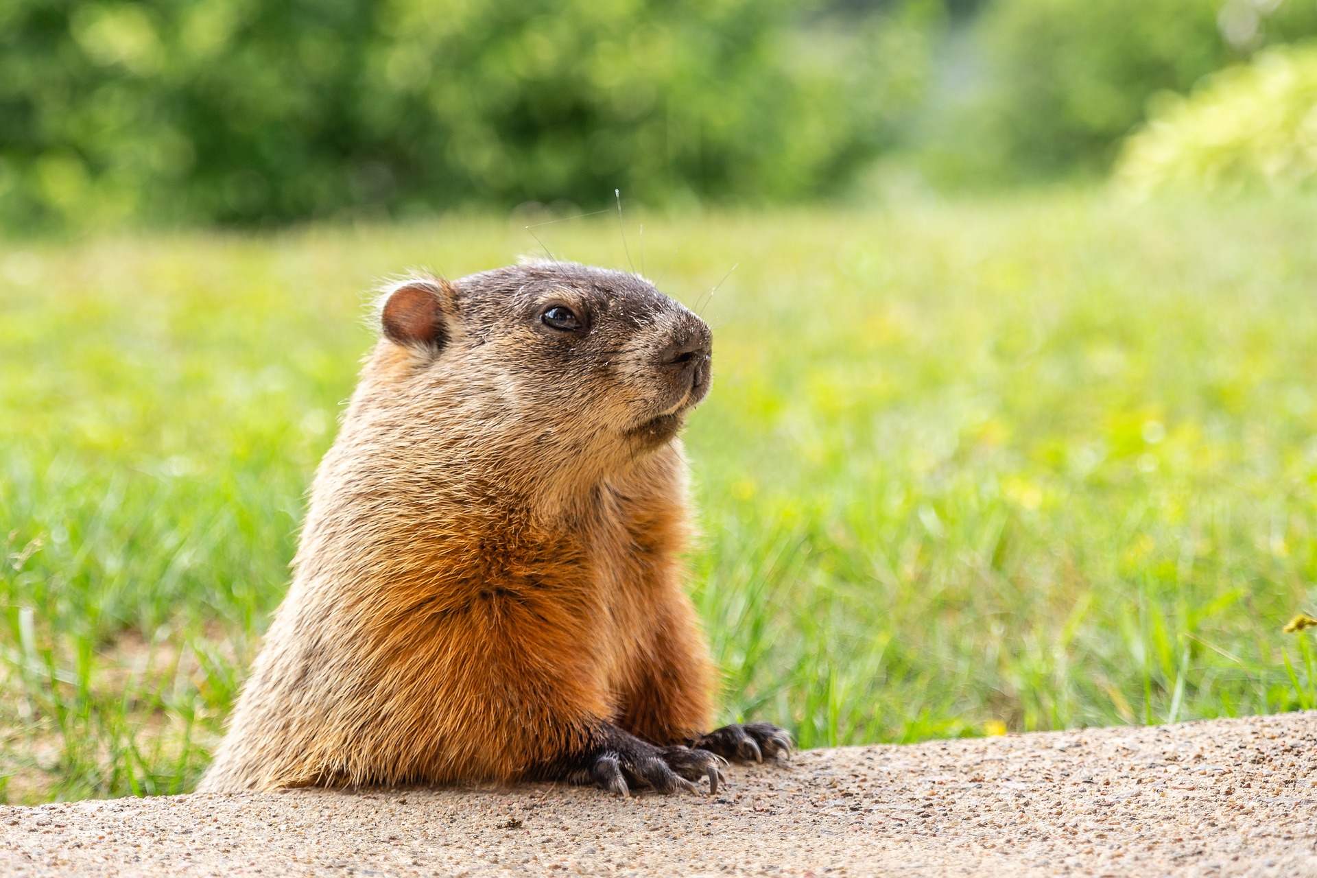 What is the Best Way to Get Rid of Groundhogs? The 3 Best Groundhog