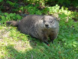 Groundhog Deterrents that Work The 5 Best Groundhog Deterrent Products Available!