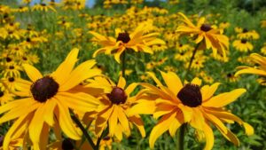 Groundhogs Black-eyed Susan