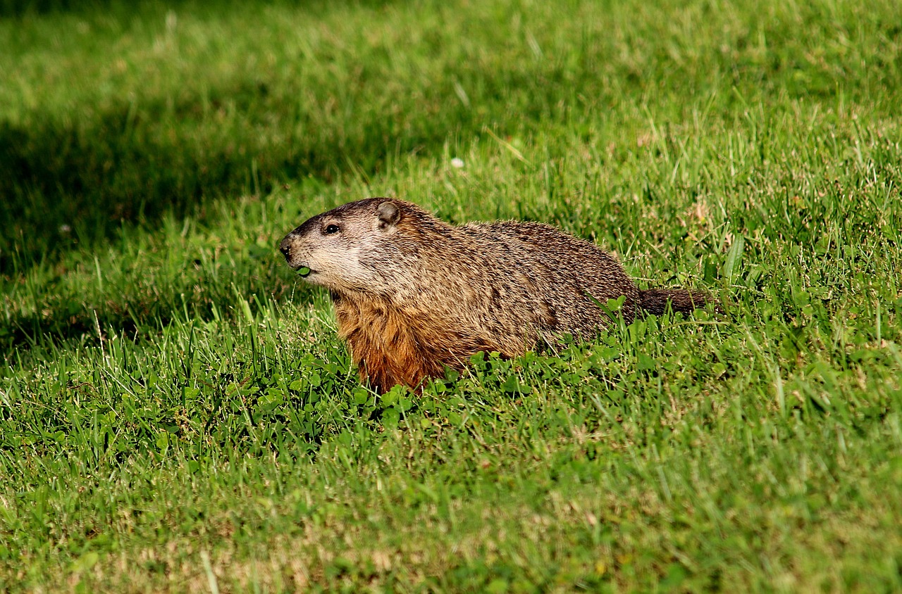 How do I Get Rid of Groundhogs Use Natural Groundhog Deterrent Balls!