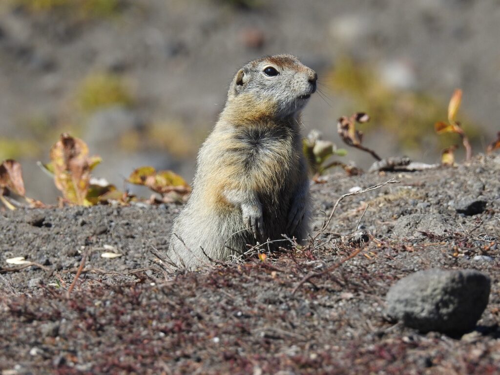 How to Catch a Groundhog in a Live Trap: The 2 Best Groundhog Traps