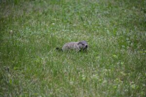 How to Get Rid of Groundhogs in Your Yard The 2 Best Ultrasonic Groundhog Repellent Stakes!