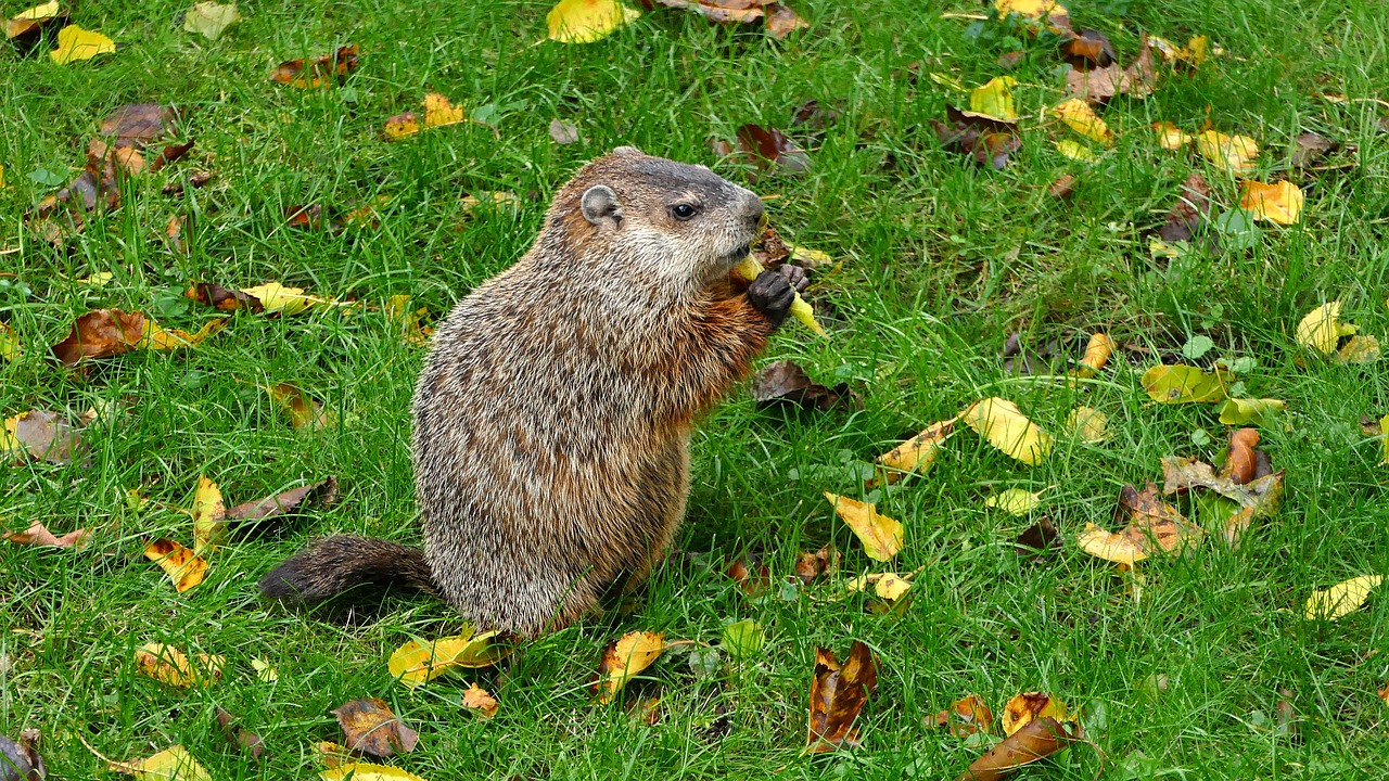 How to Keep Groundhogs out of the Garden Use a Groundhog Fence!