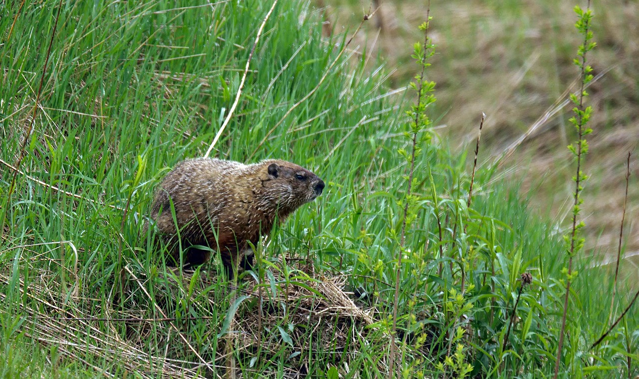 How to Stop Groundhogs Eating Garden Plants The Best Groundhog Resistant Plants Around!