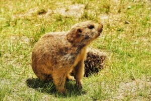 The 3 Best Natural Groundhog Repellent Products!