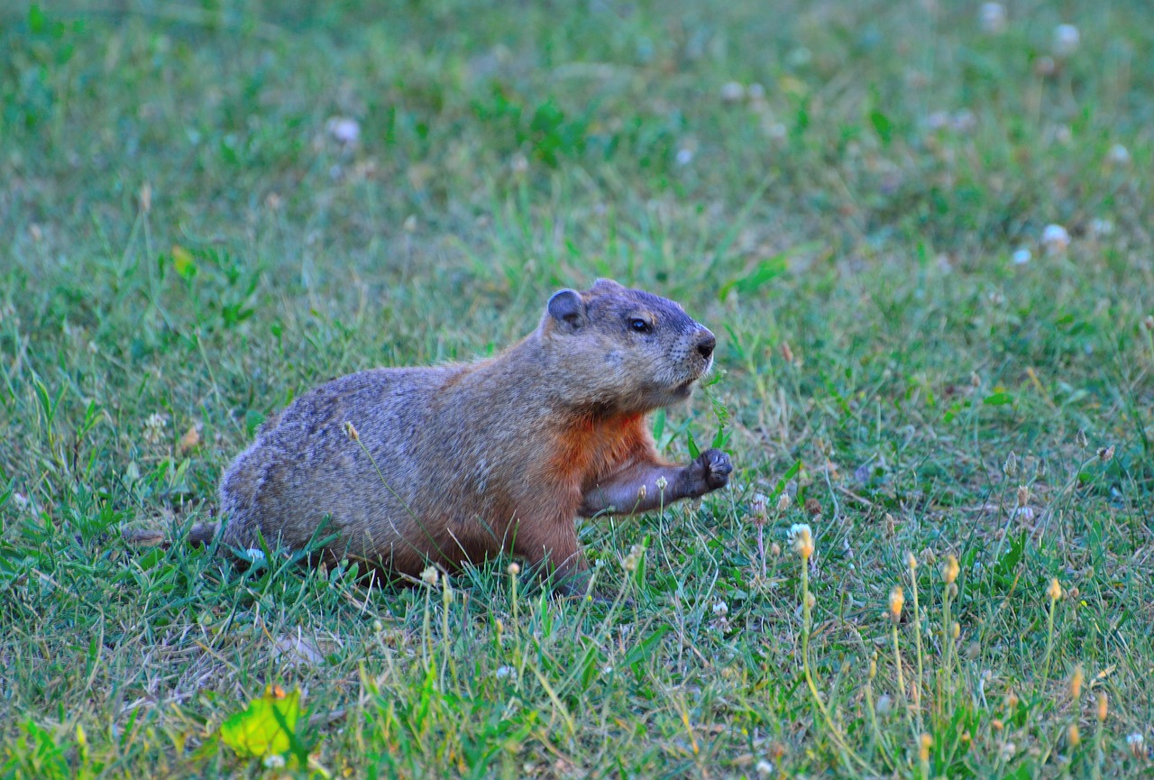 What Gets Rid of Groundhogs 2 Granule Groundhog Repellents that Work!